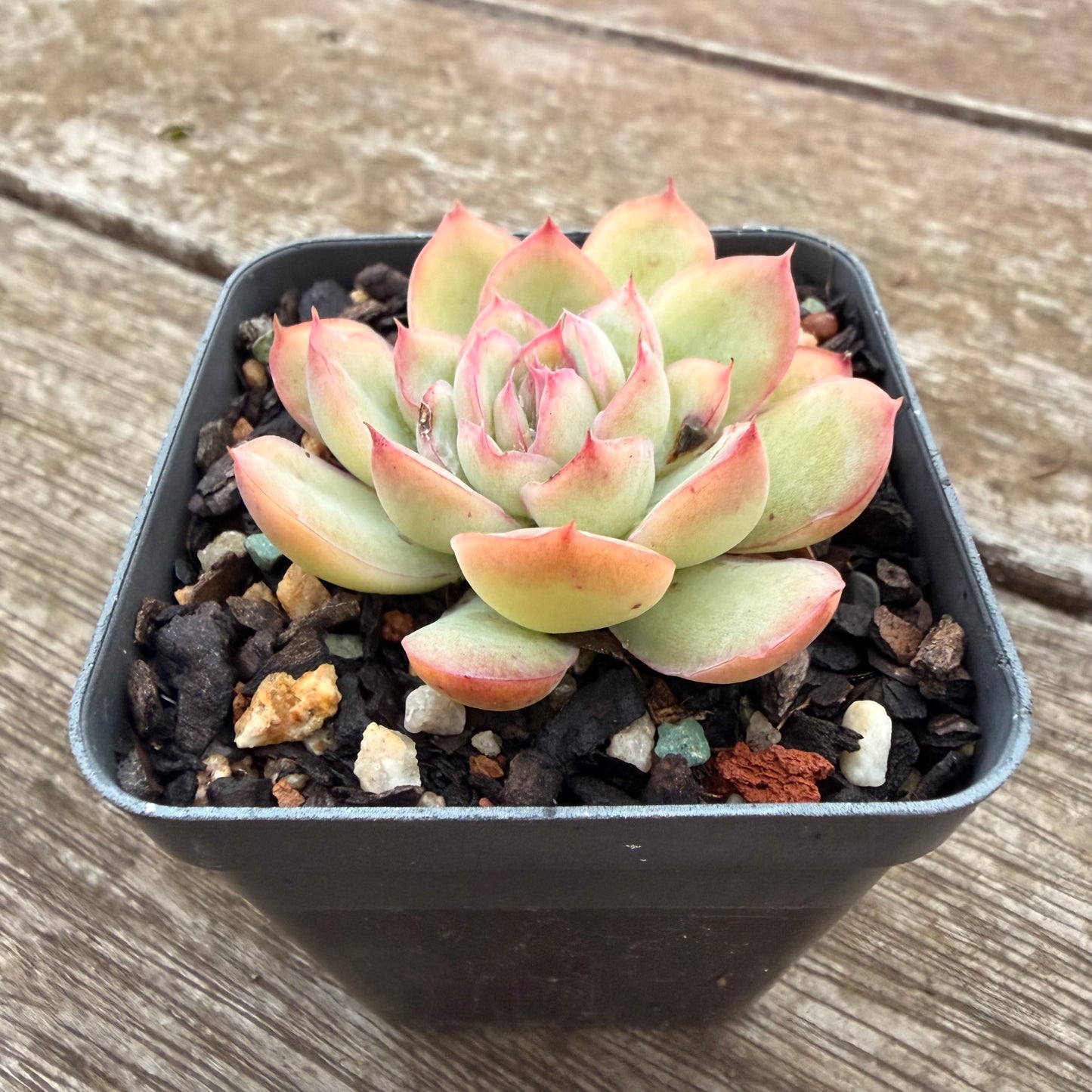 2605 Echeveria Cherry