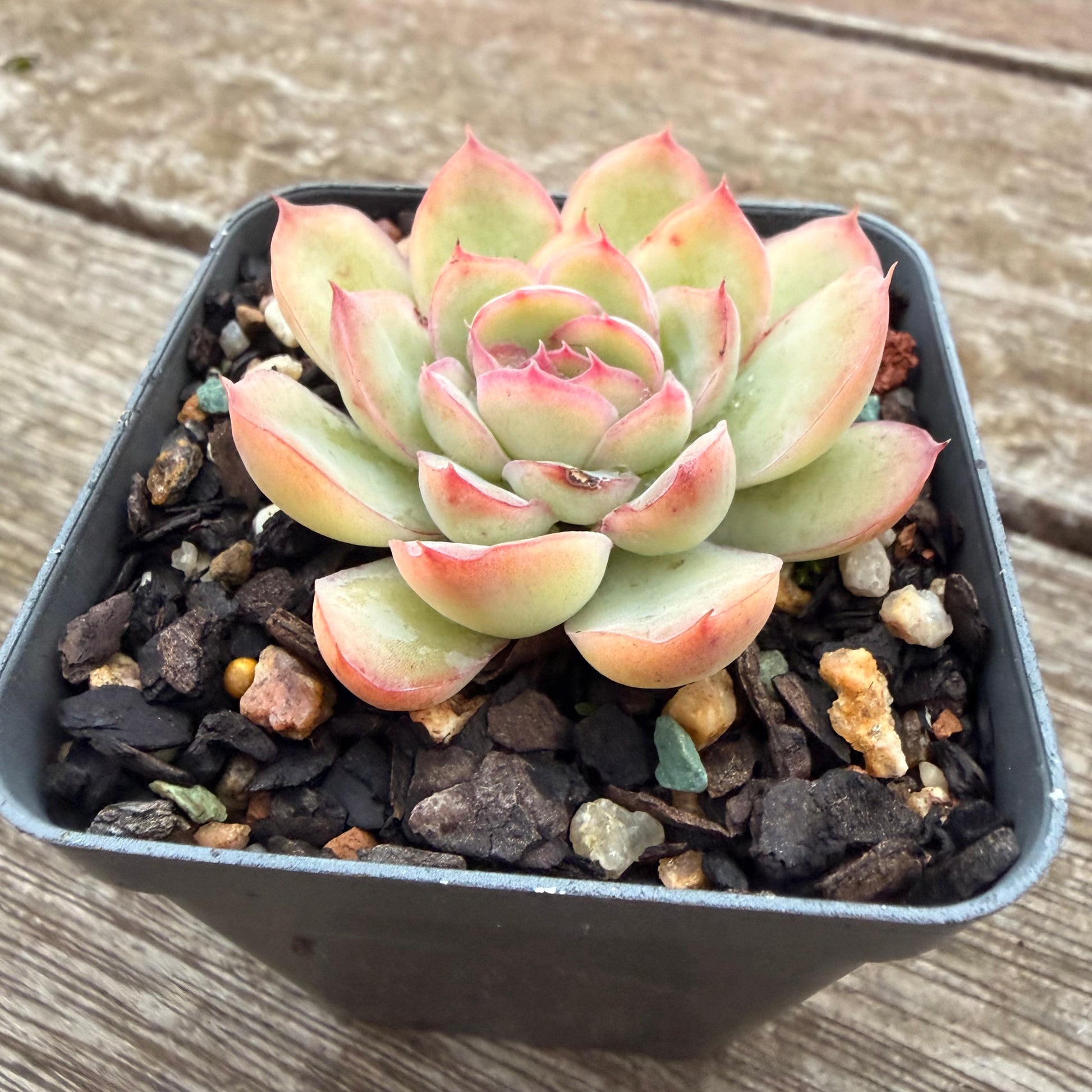 succulent cherry 2605 Echeveria Cherry