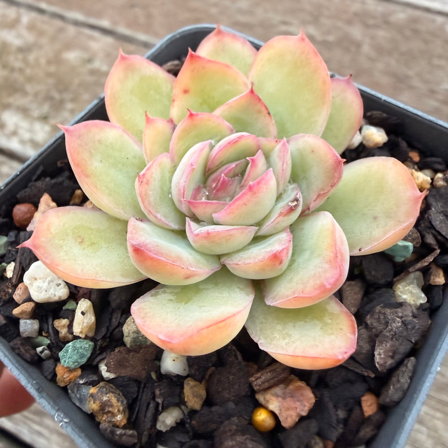 2605 Echeveria Cherry