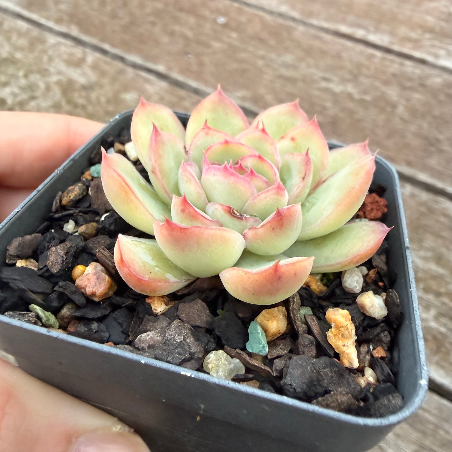2605 Echeveria Cherry