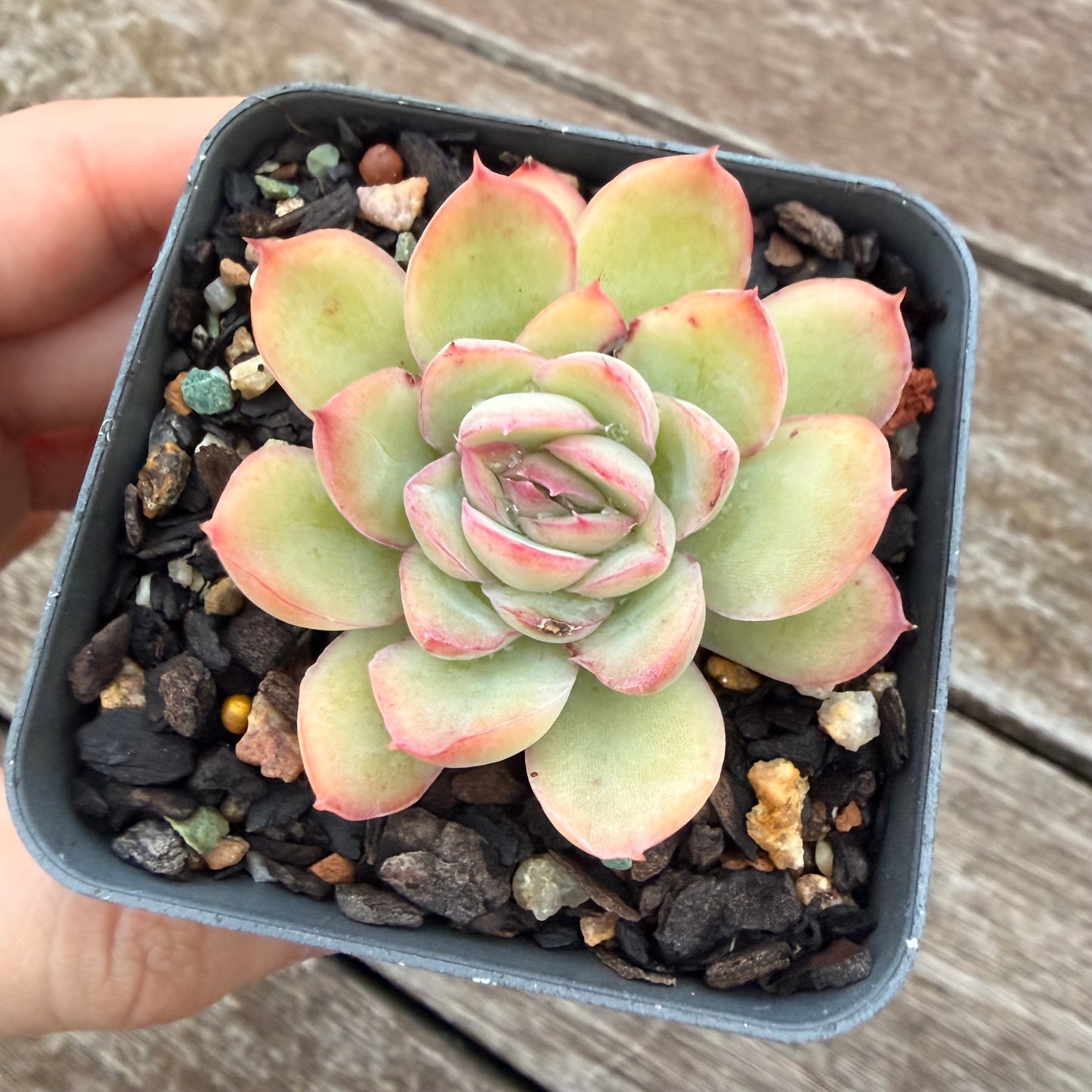2605 Echeveria Cherry
