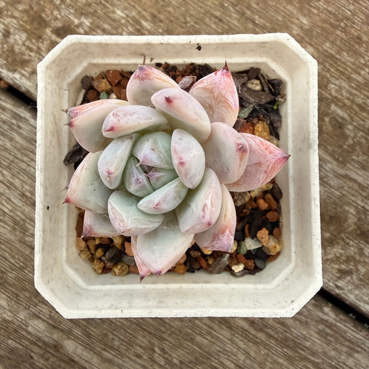 2605 Echeveria Colorata
