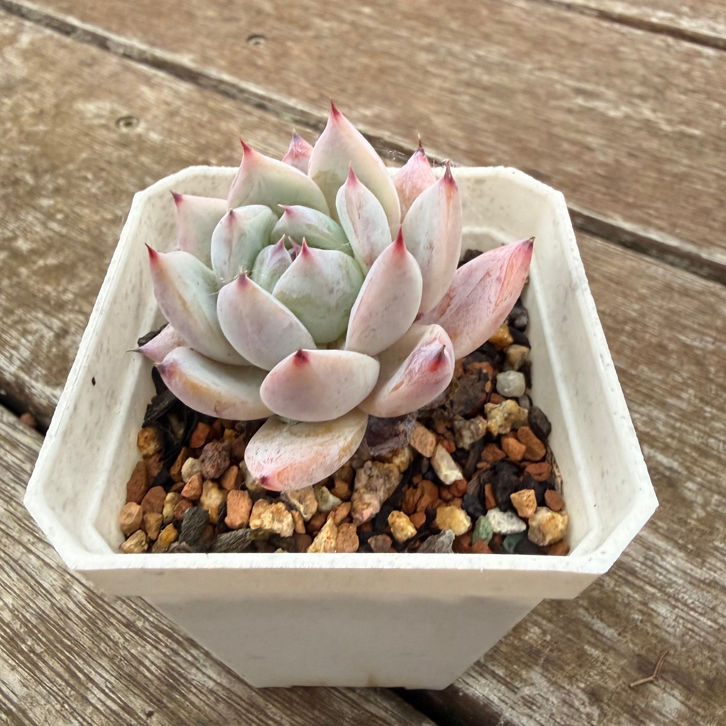 2605 Echeveria Colorata