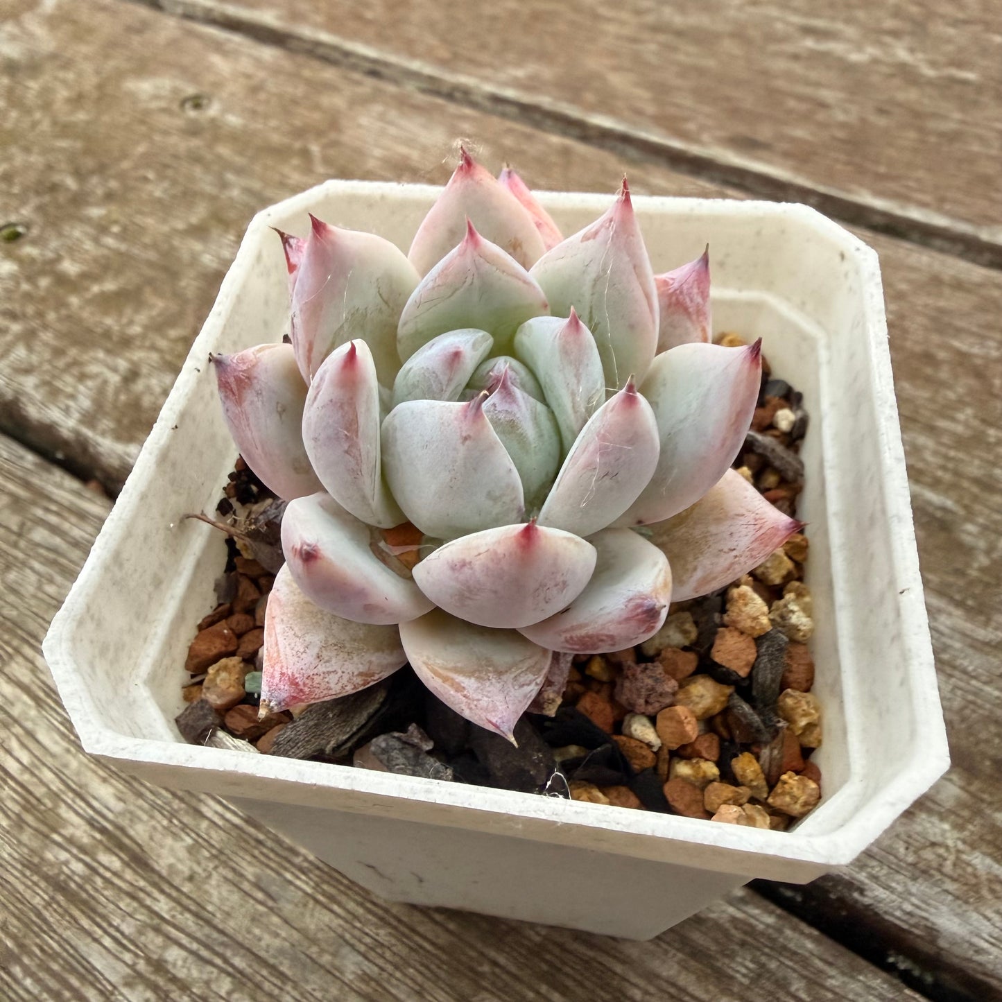 2605 Echeveria Colorata
