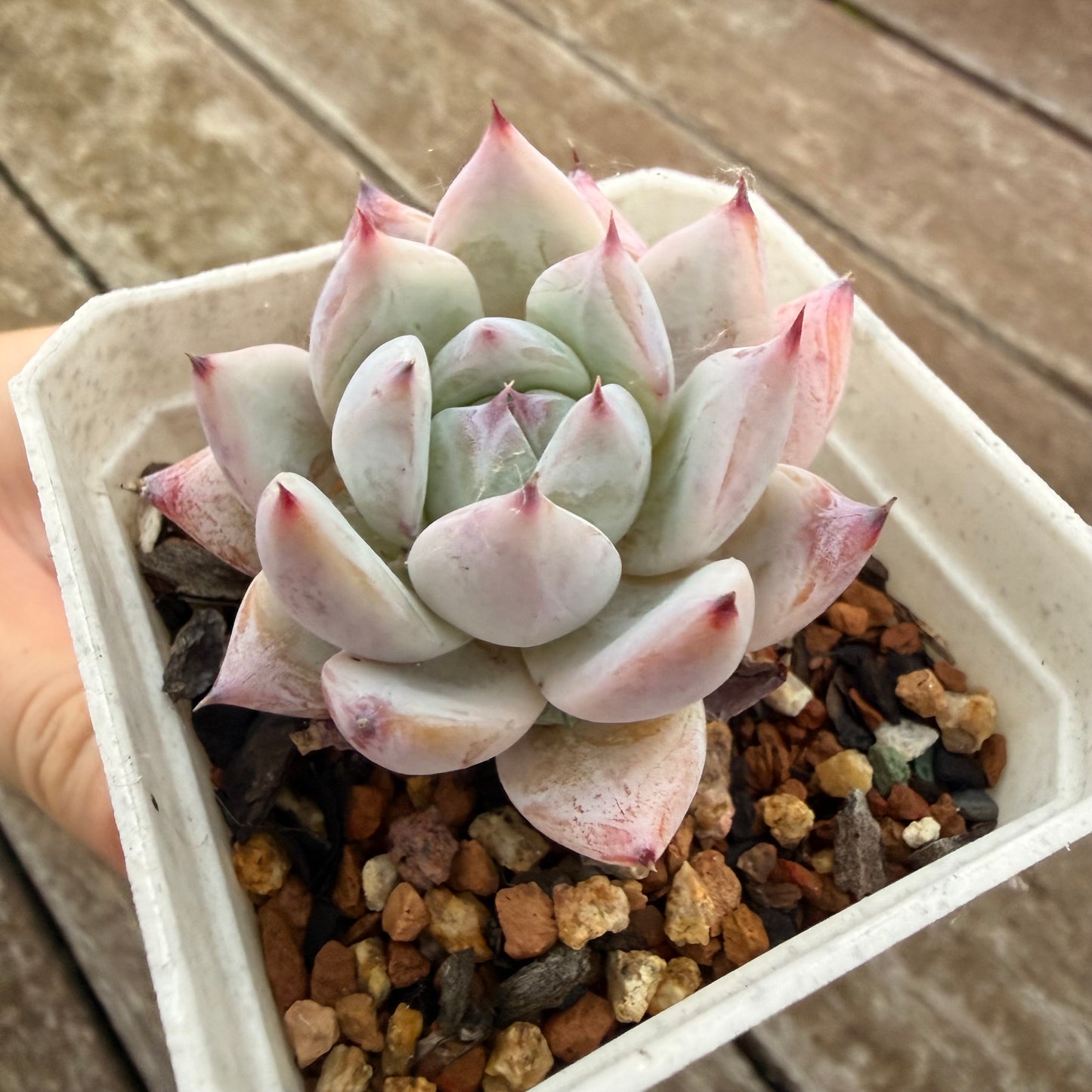 2605 Echeveria Colorata