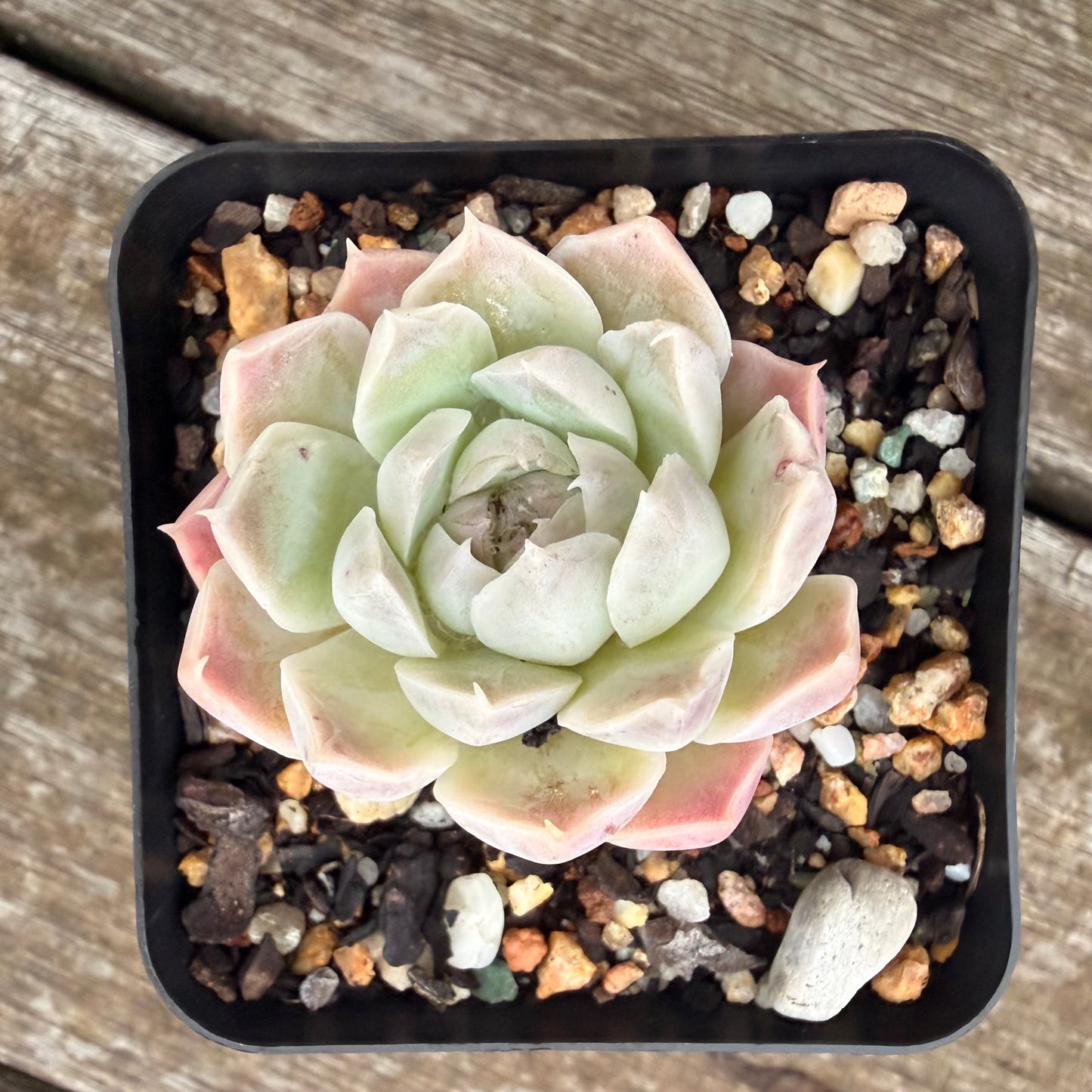 2605 Echeveria elegans 'Alba' (korean form)