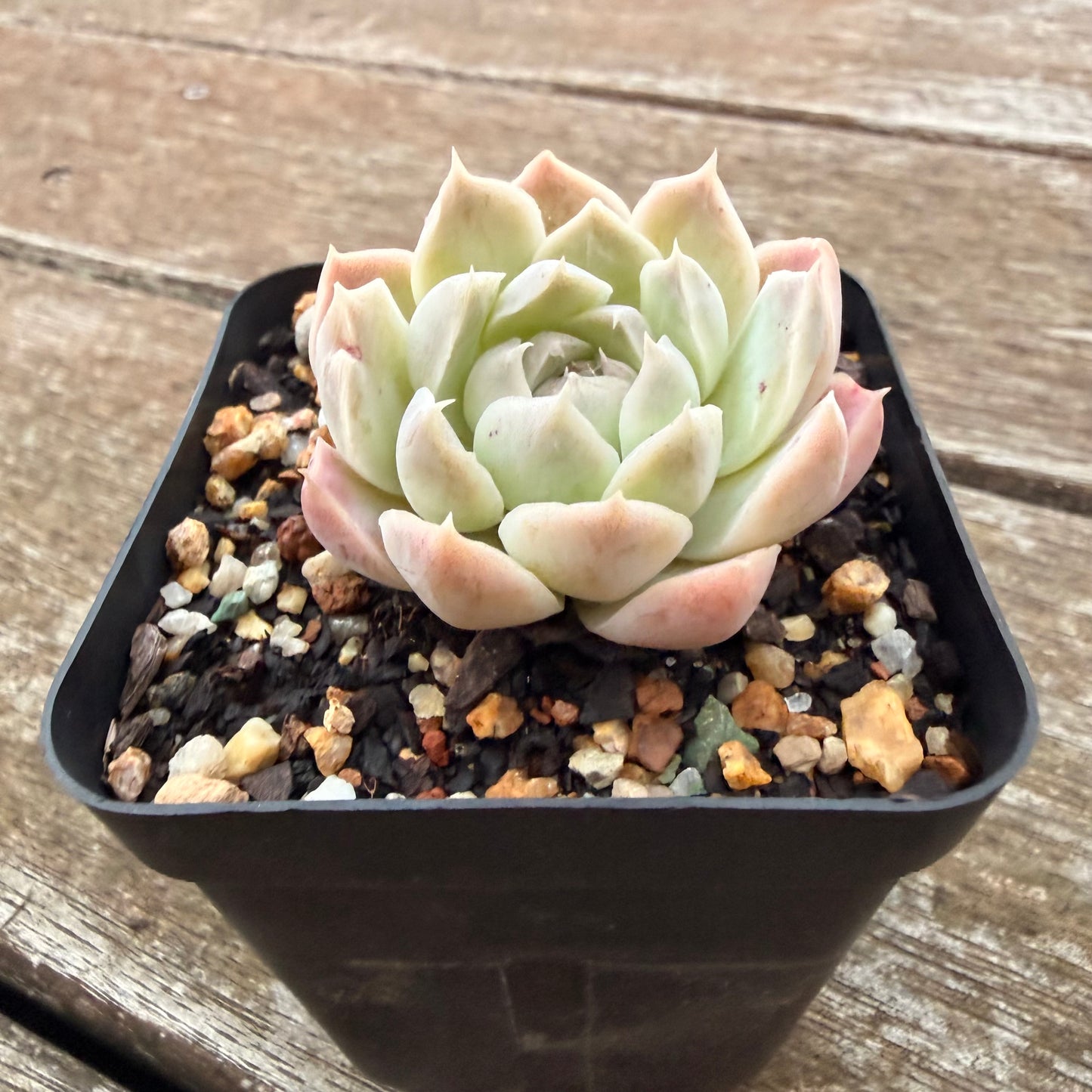 2605 Echeveria elegans 'Alba' (korean form)