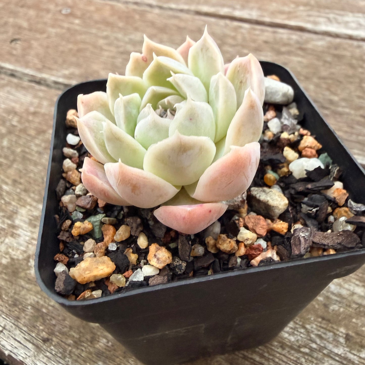 2605 Echeveria elegans 'Alba' (korean form)