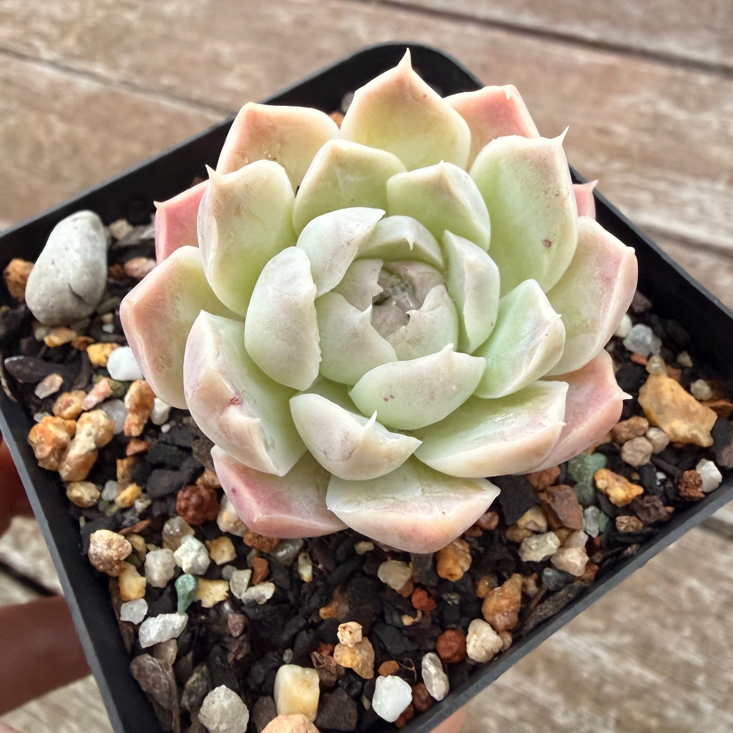 2605 Echeveria elegans 'Alba' (korean form)