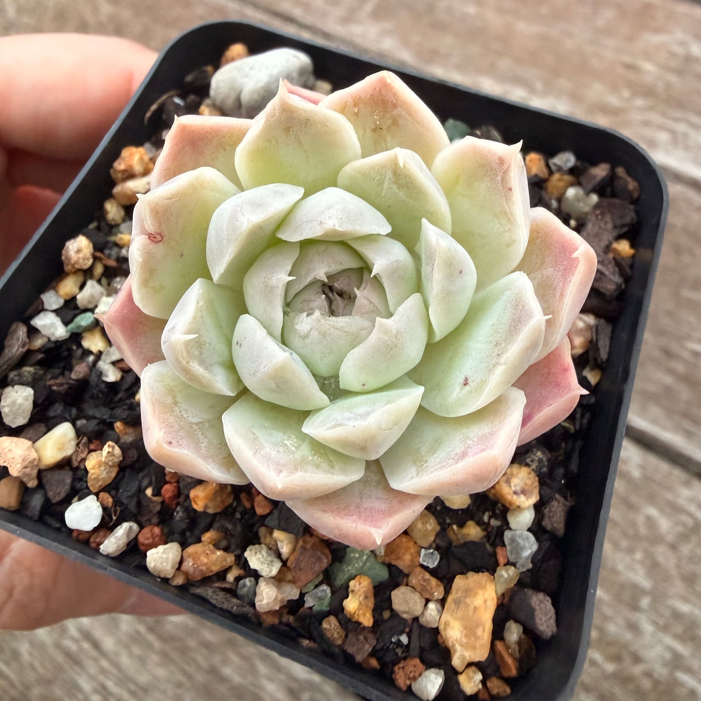 2605 Echeveria elegans 'Alba' (korean form)