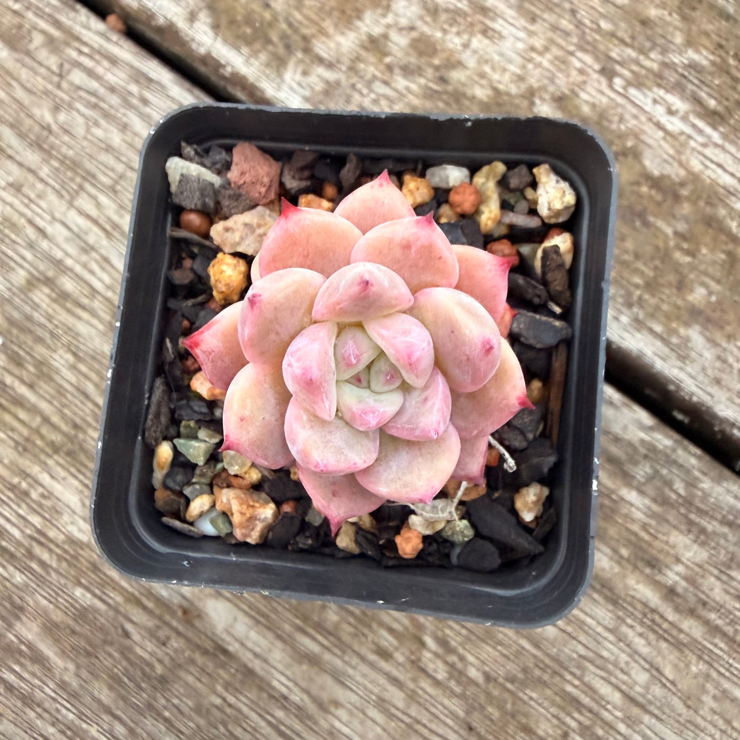 2605 Echeveria Frosty Bloom