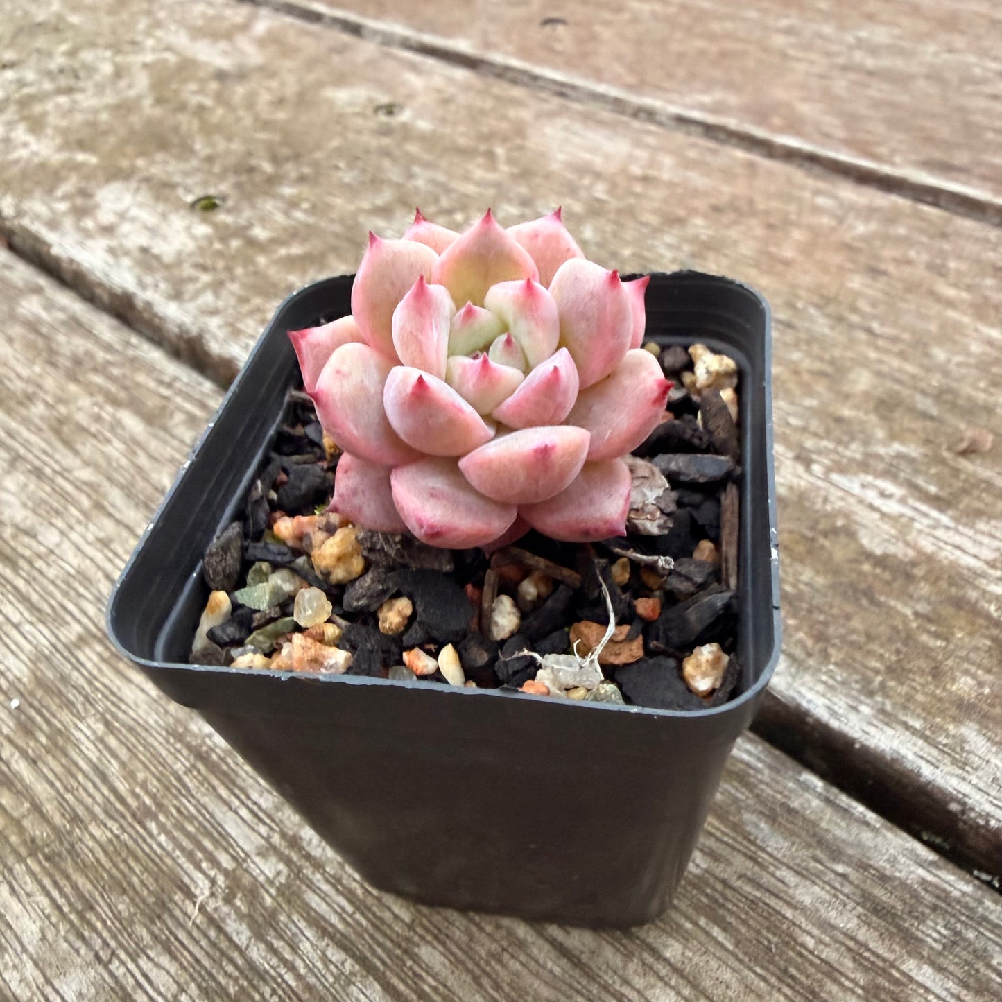 2605 Echeveria Frosty Bloom