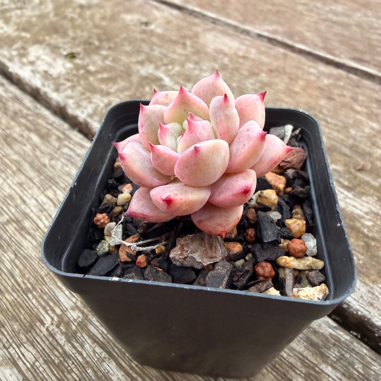 2605 Echeveria Frosty Bloom