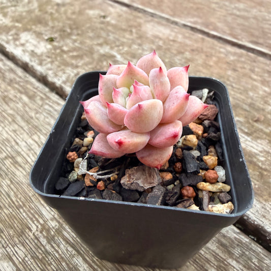2605 Echeveria Frosty Bloom