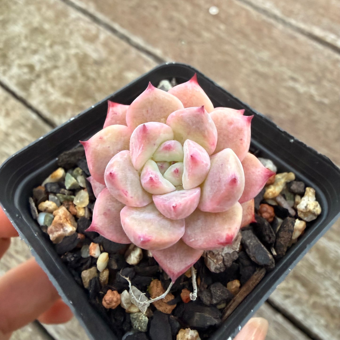 2605 Echeveria Frosty Bloom