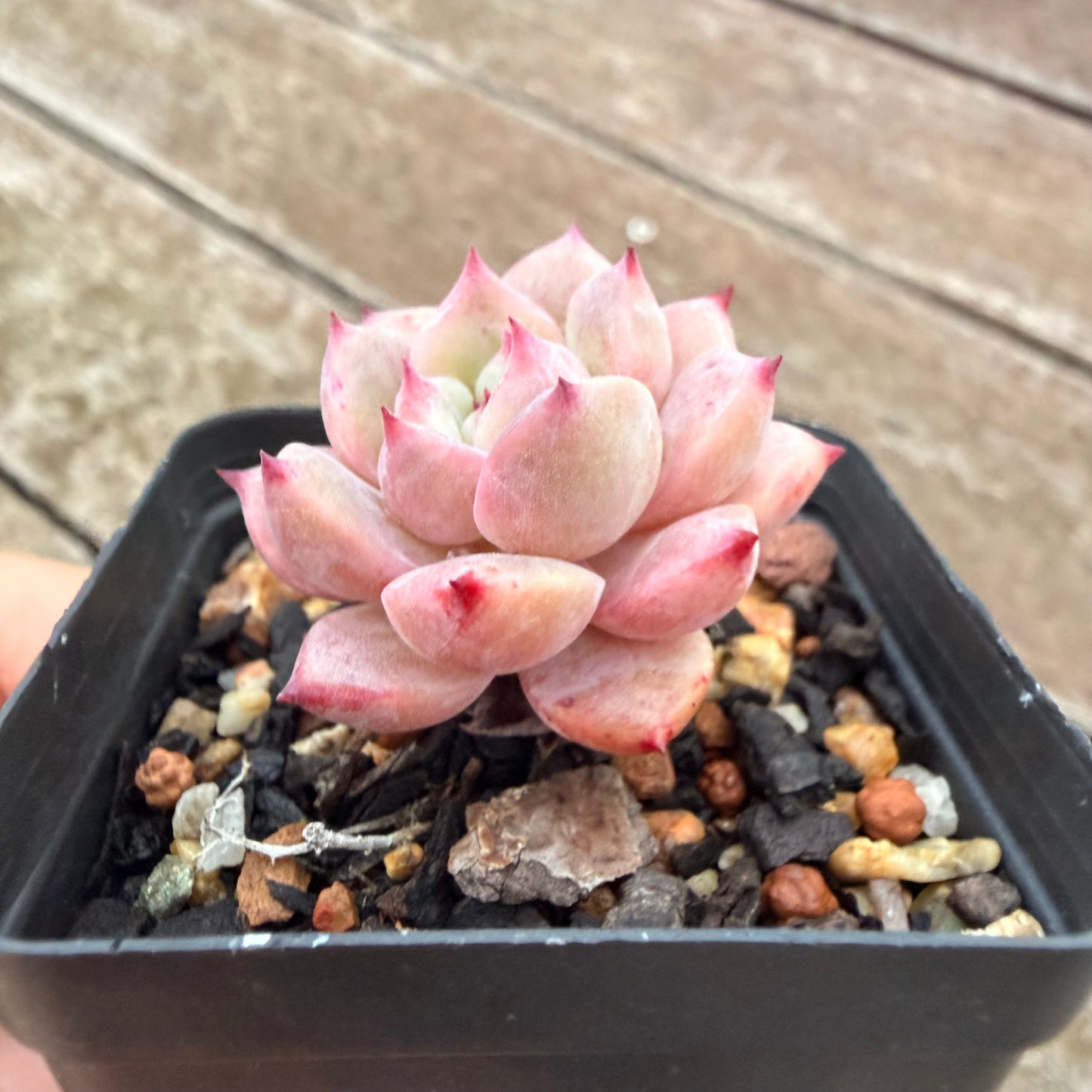 2605 Echeveria Frosty Bloom