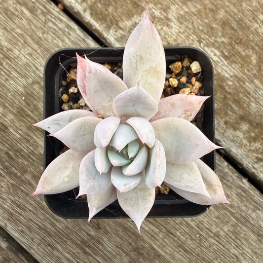 2605 Echeveria Mexican Giant