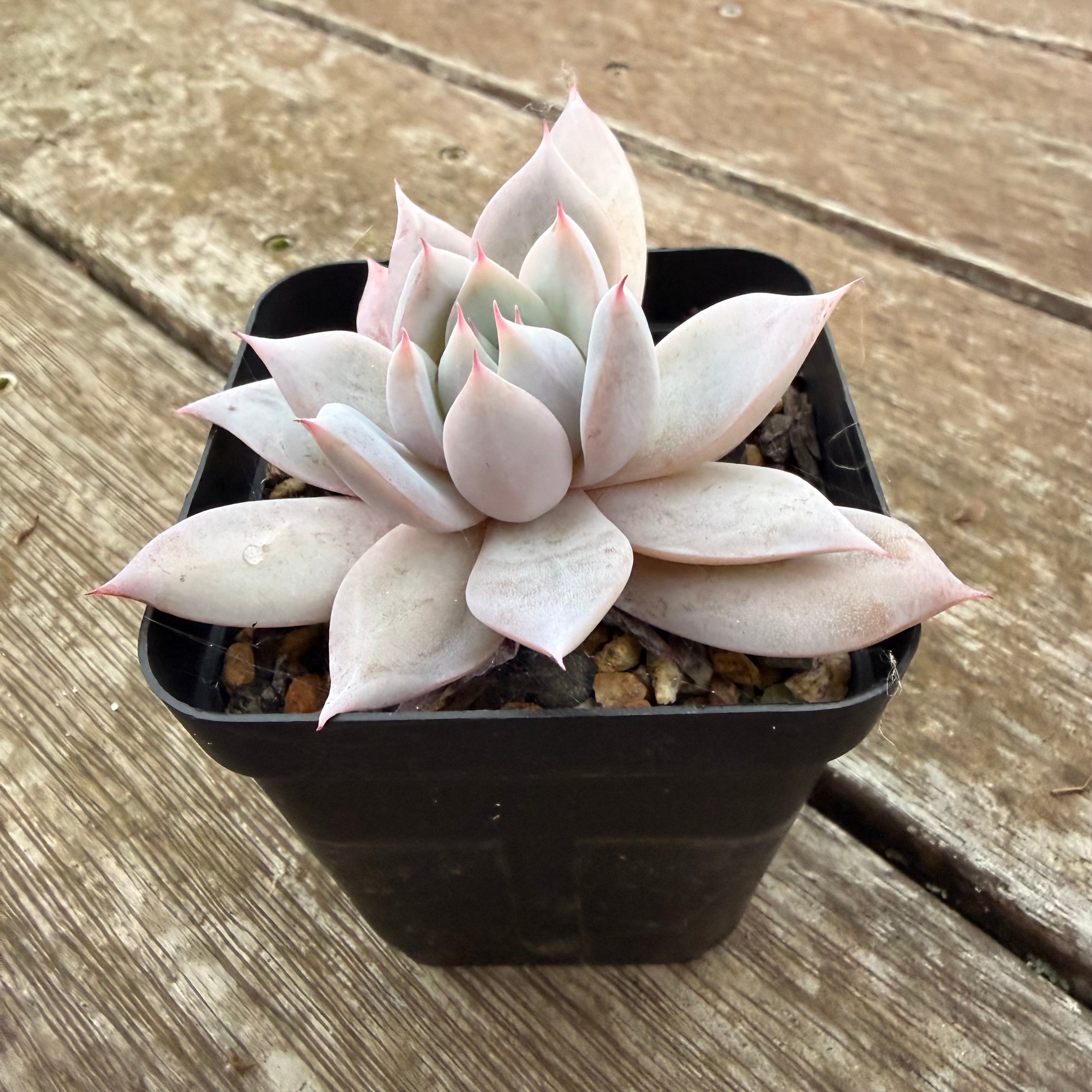 2605 墨西哥巨人– Bella Succulent Garden