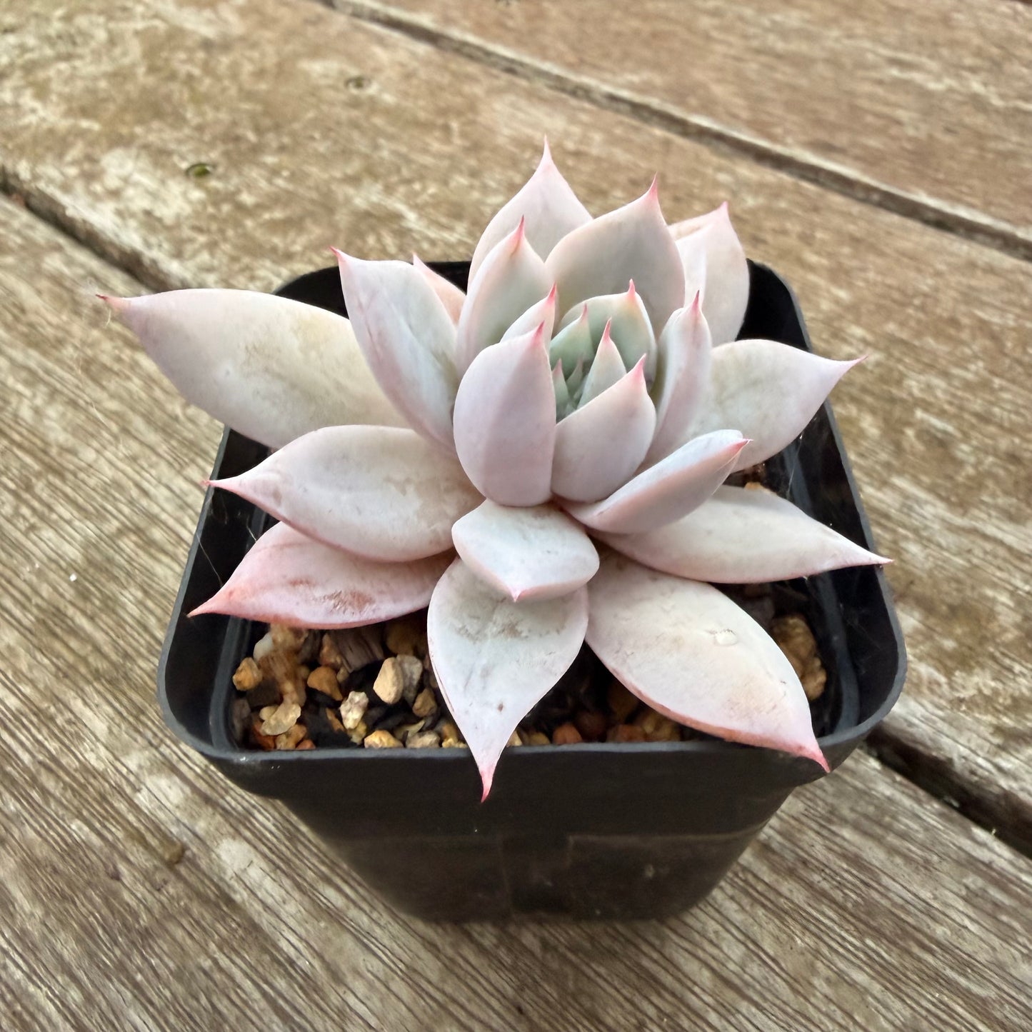2605 Echeveria Mexican Giant