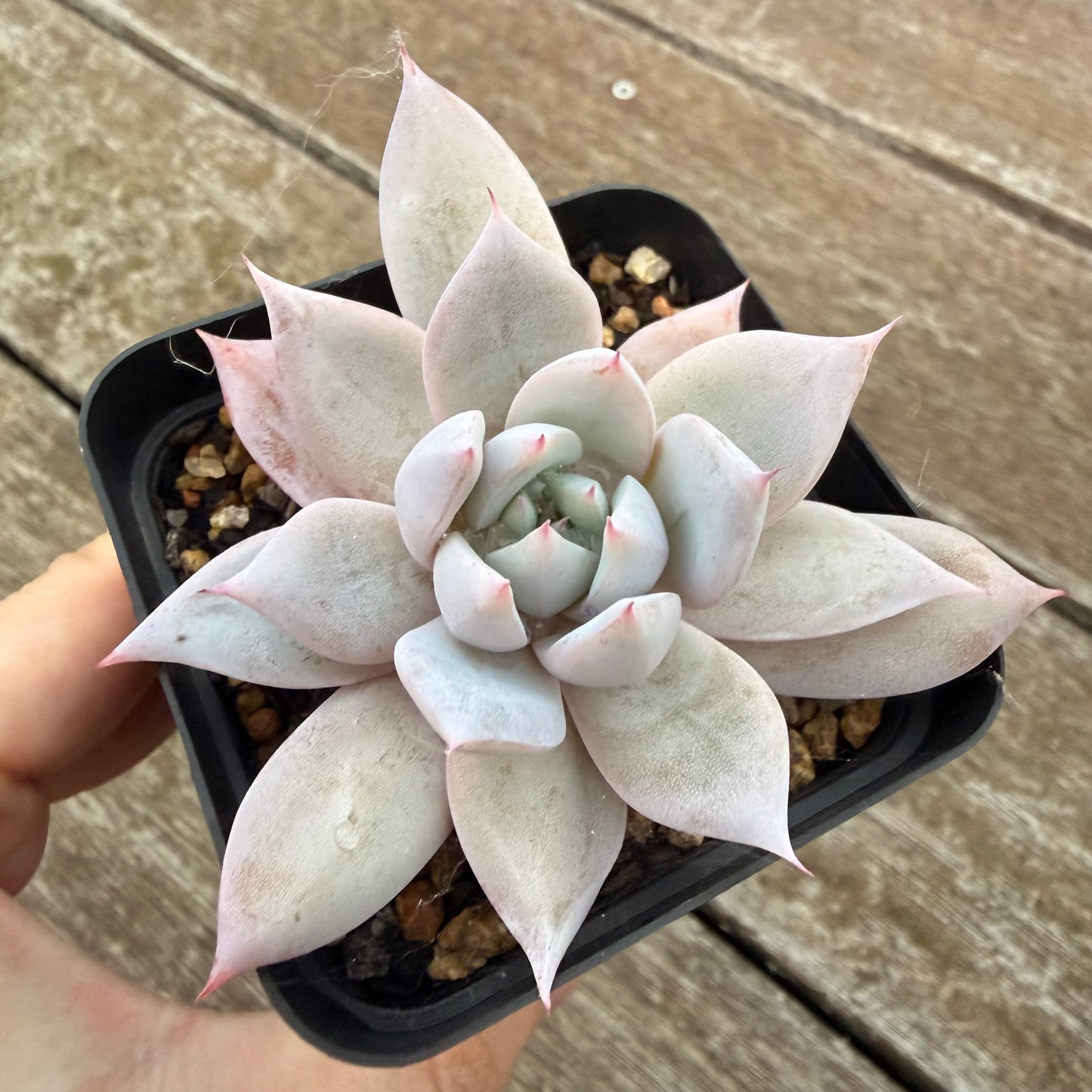 2605 Echeveria Mexican Giant