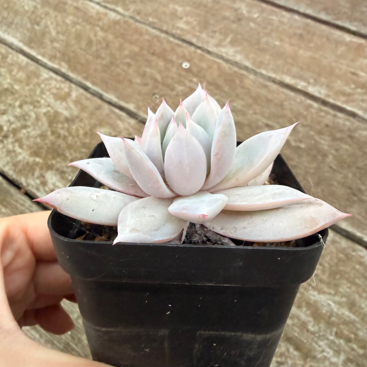 2605 Echeveria Mexican Giant