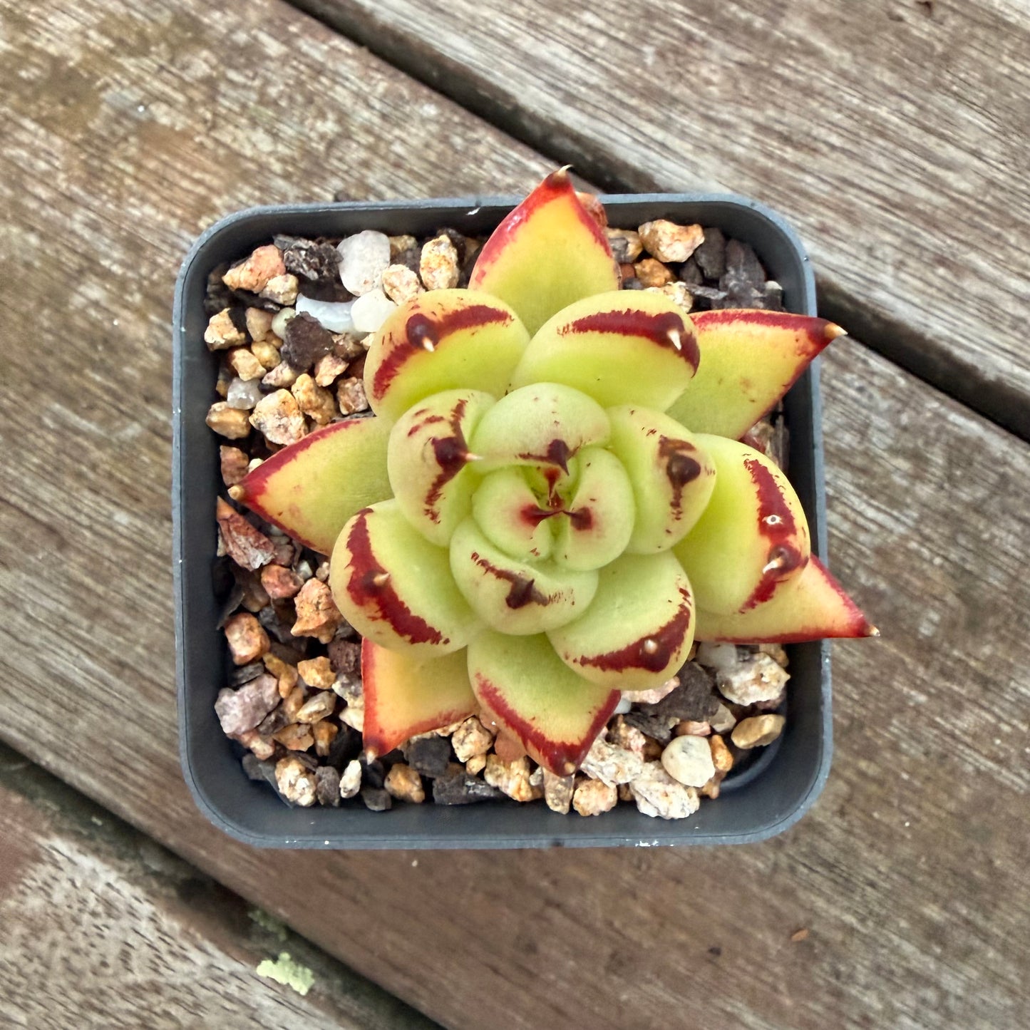 2605 Echeveria Red Ebony
