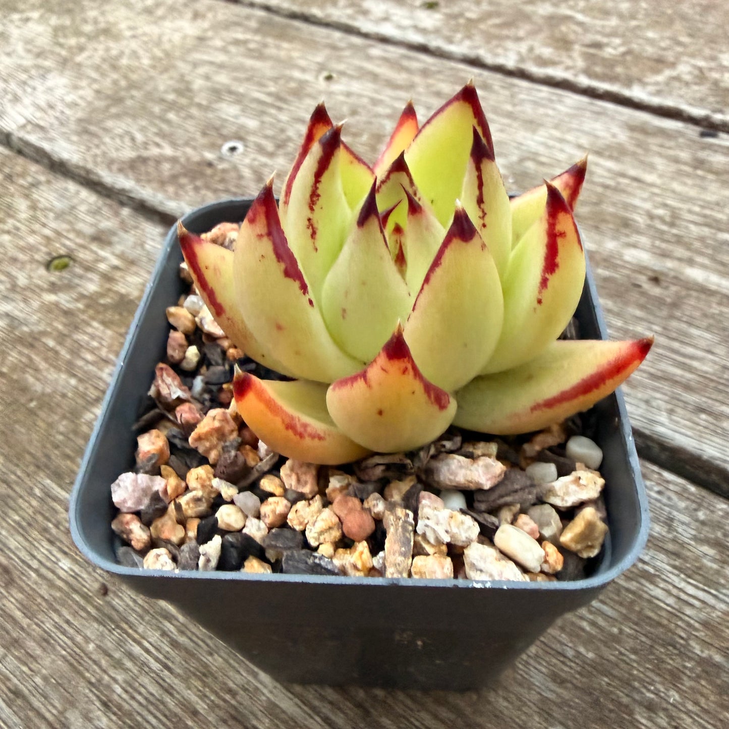 2605 Echeveria Red Ebony