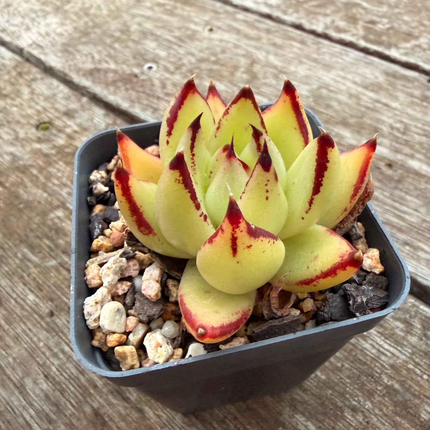 2605 Echeveria Red Ebony