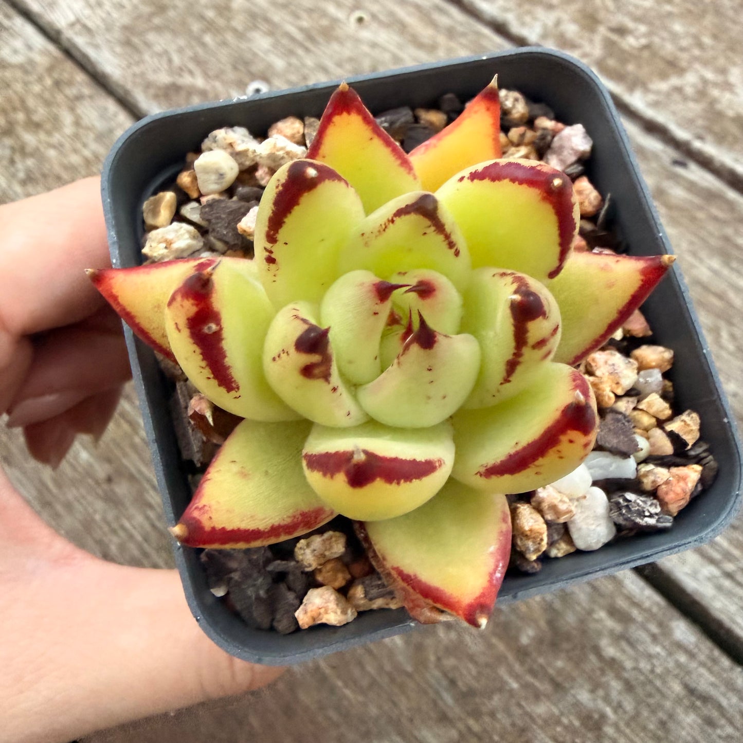 2605 Echeveria Red Ebony