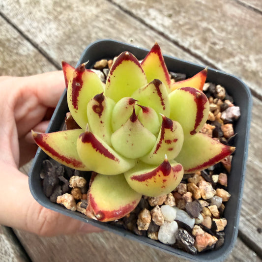2605 Echeveria Red Ebony