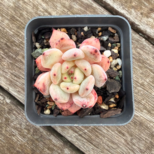 2605 Echeveria Viant