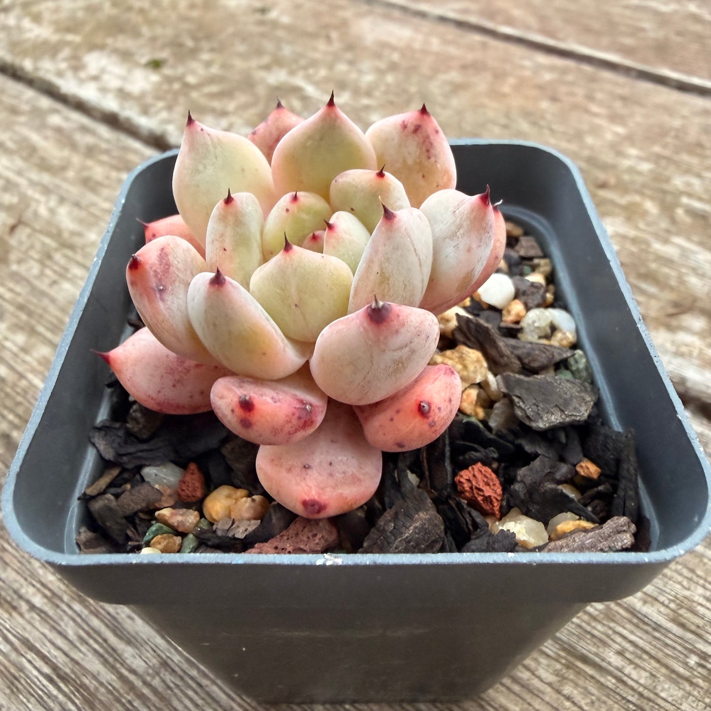 2605 Echeveria Viant