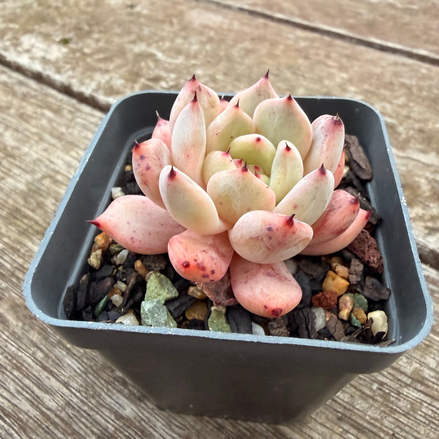 2605 Echeveria Viant