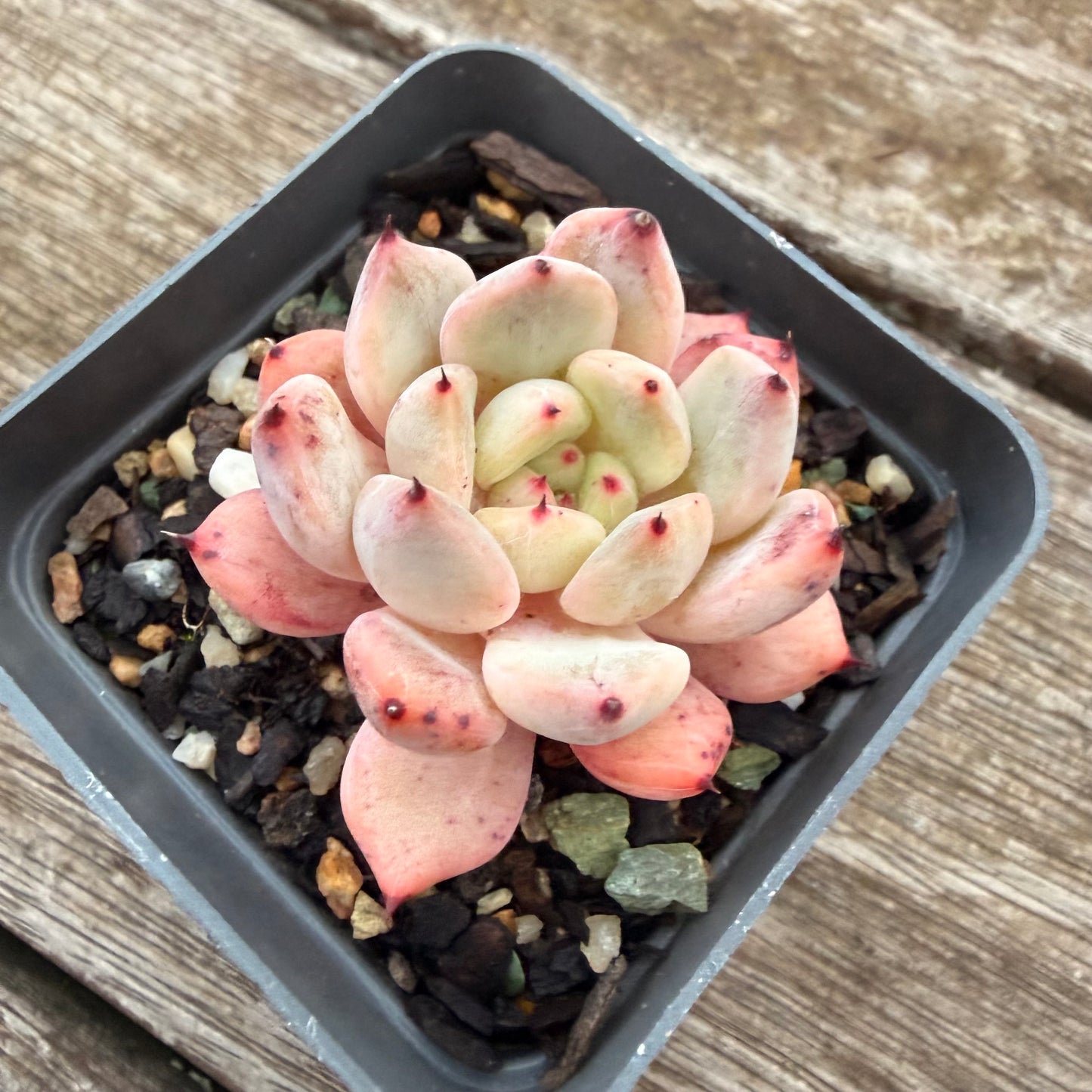2605 Echeveria Viant