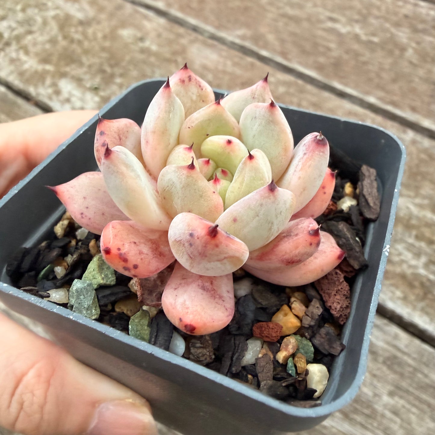 2605 Echeveria Viant