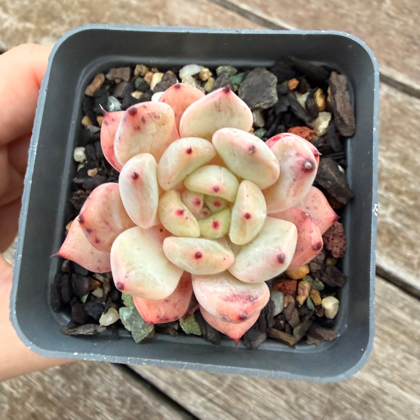 2605 Echeveria Viant