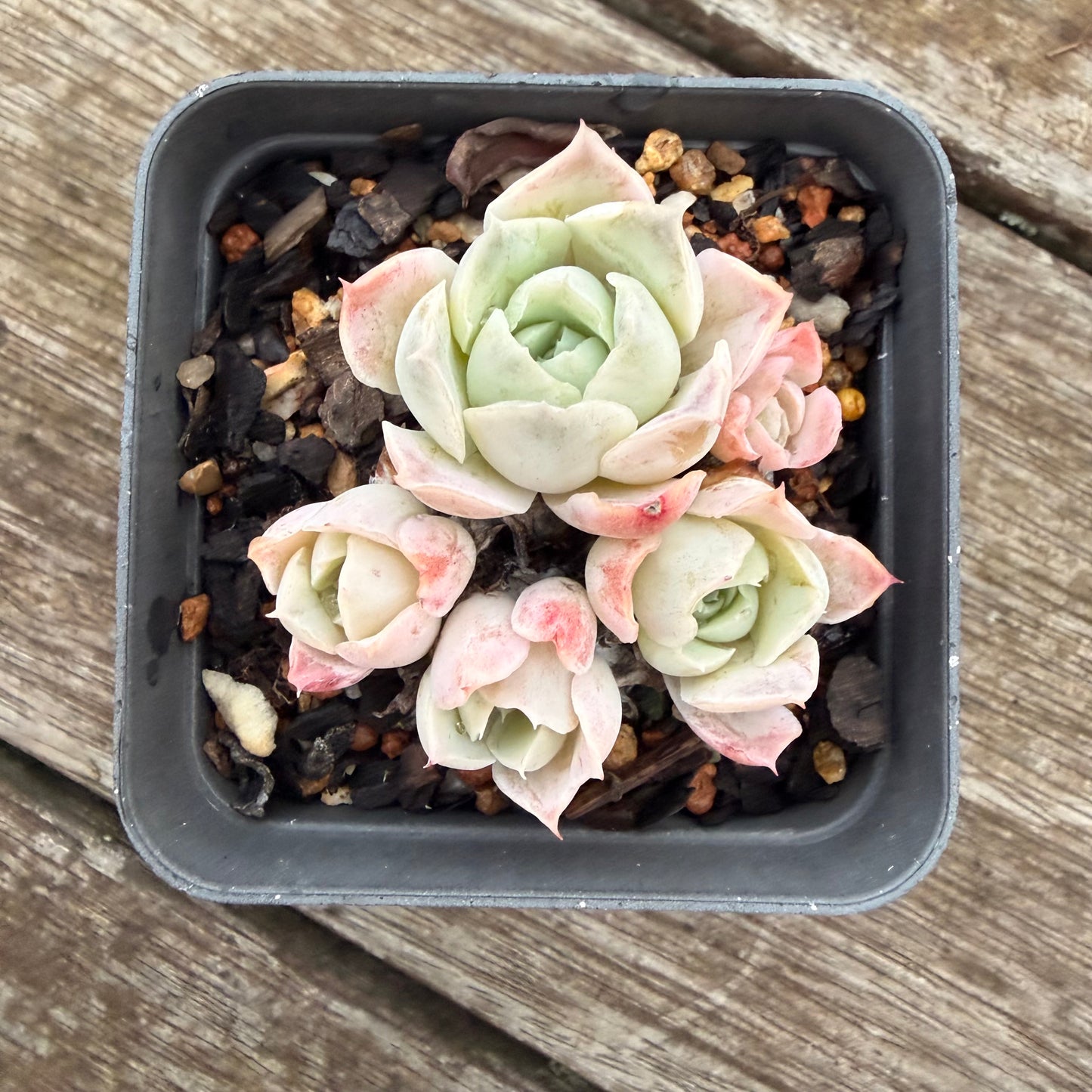 2605 Echeveria Xichu (clump)