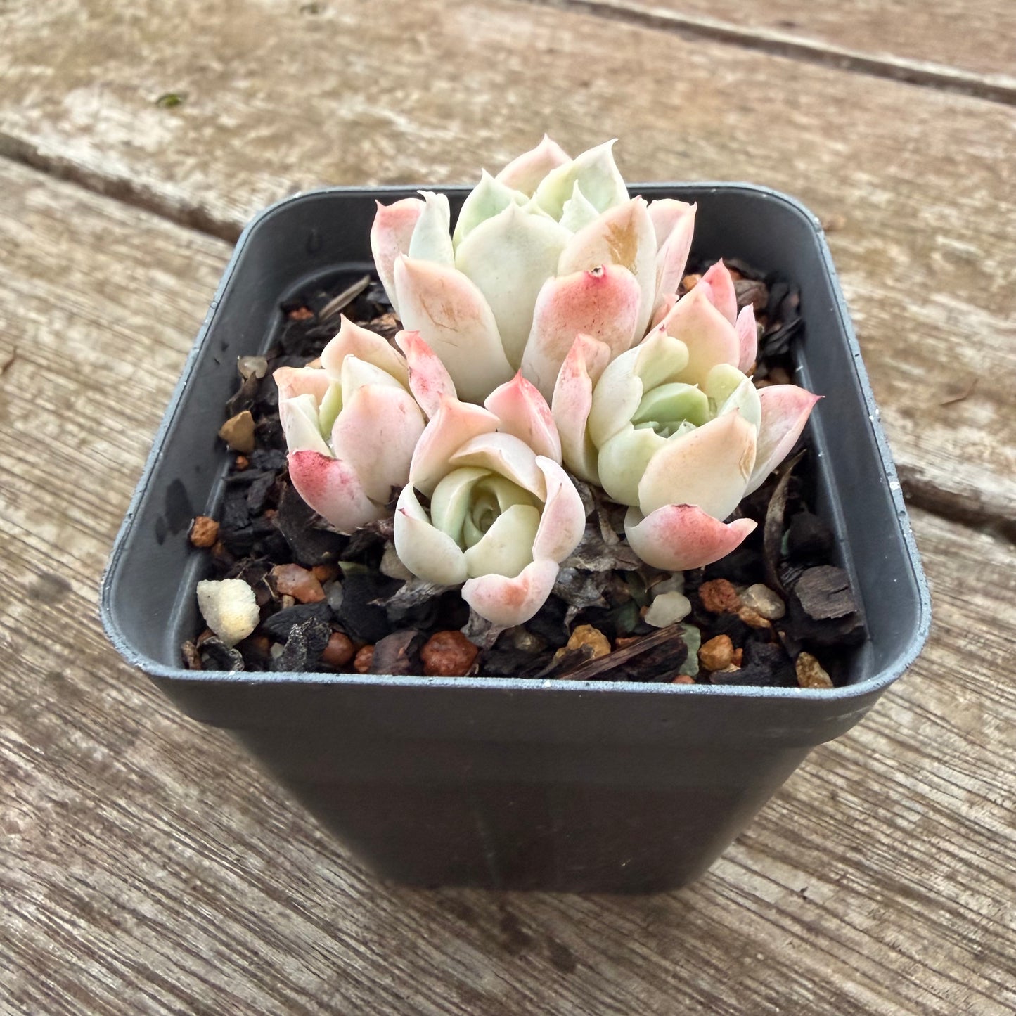 2605 Echeveria Xichu (clump)
