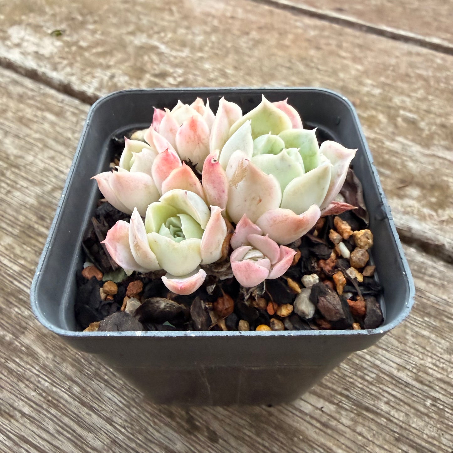2605 Echeveria Xichu (clump)