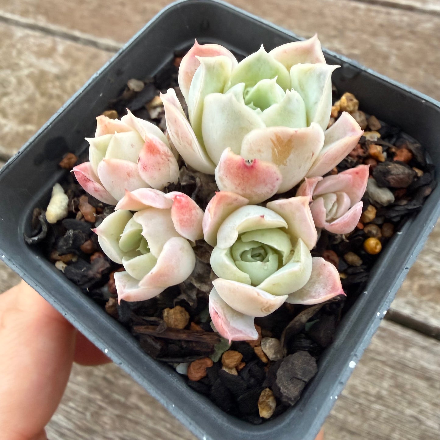 2605 Echeveria Xichu (clump)