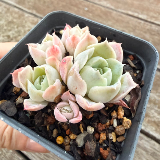 2605 Echeveria Xichu (clump)