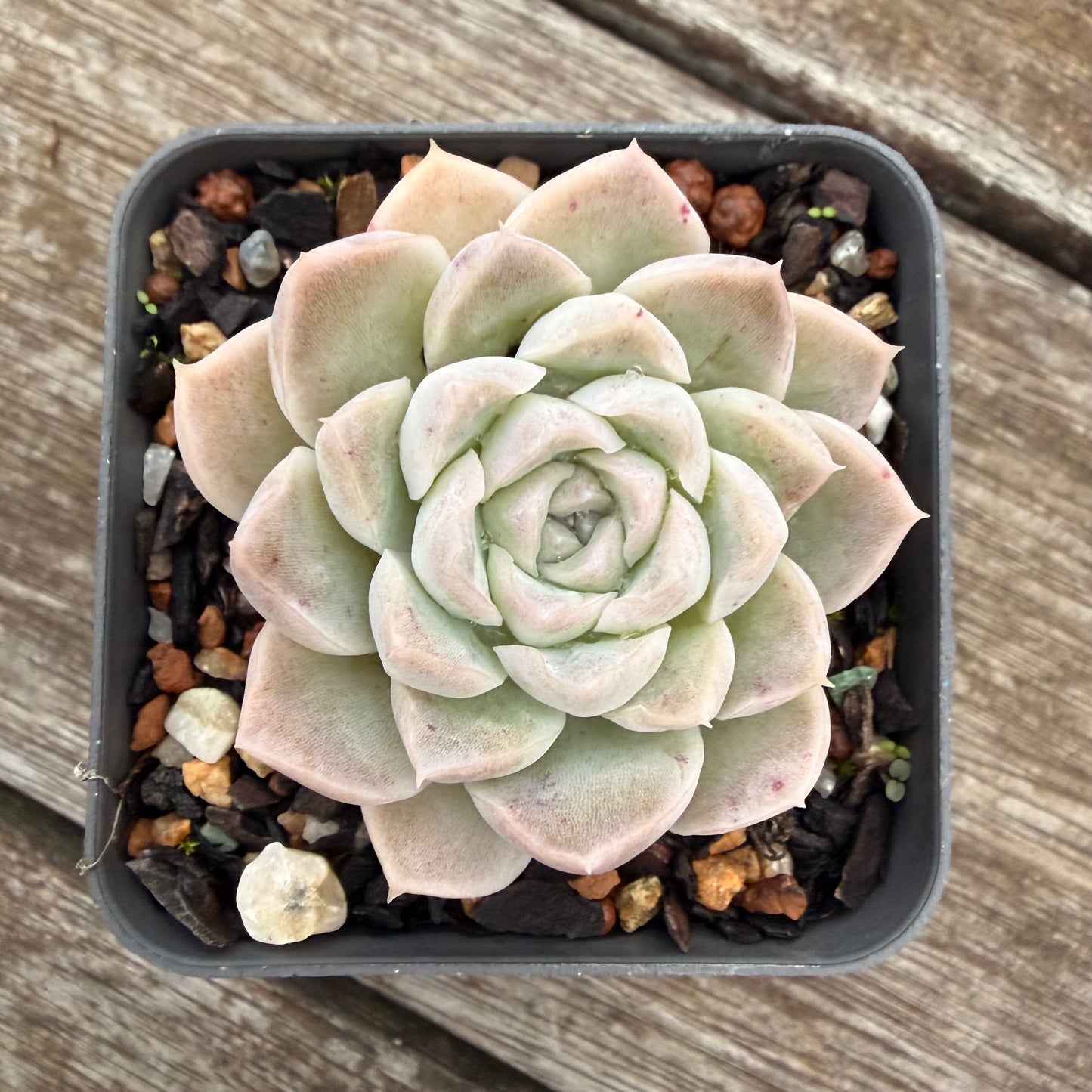 2605 Echeveria 'Mooncake'