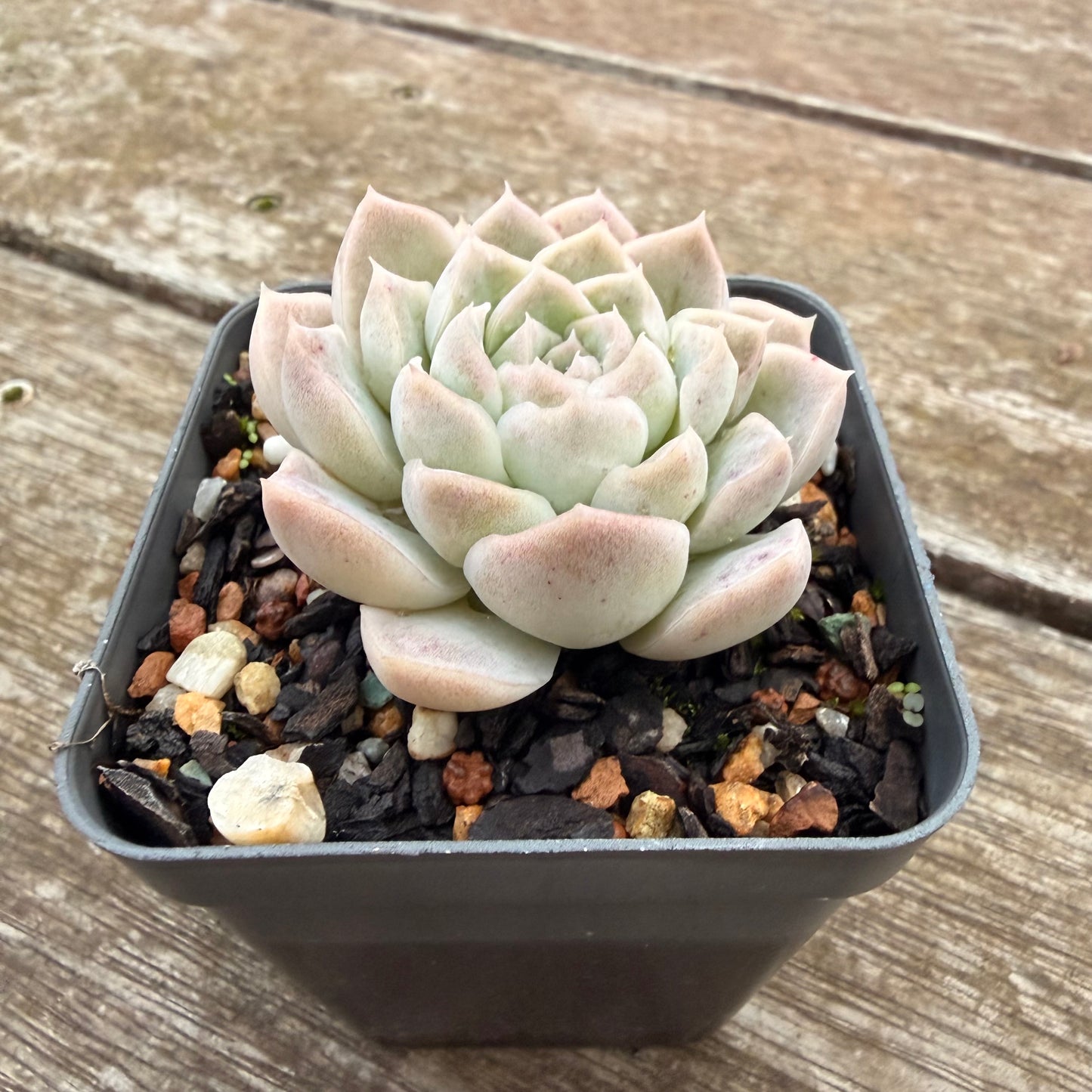 2605 Echeveria 'Mooncake'
