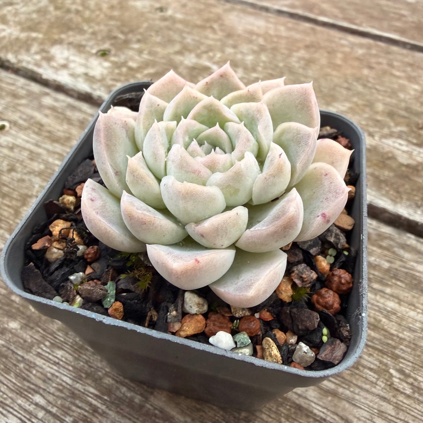 2605 Echeveria 'Mooncake'