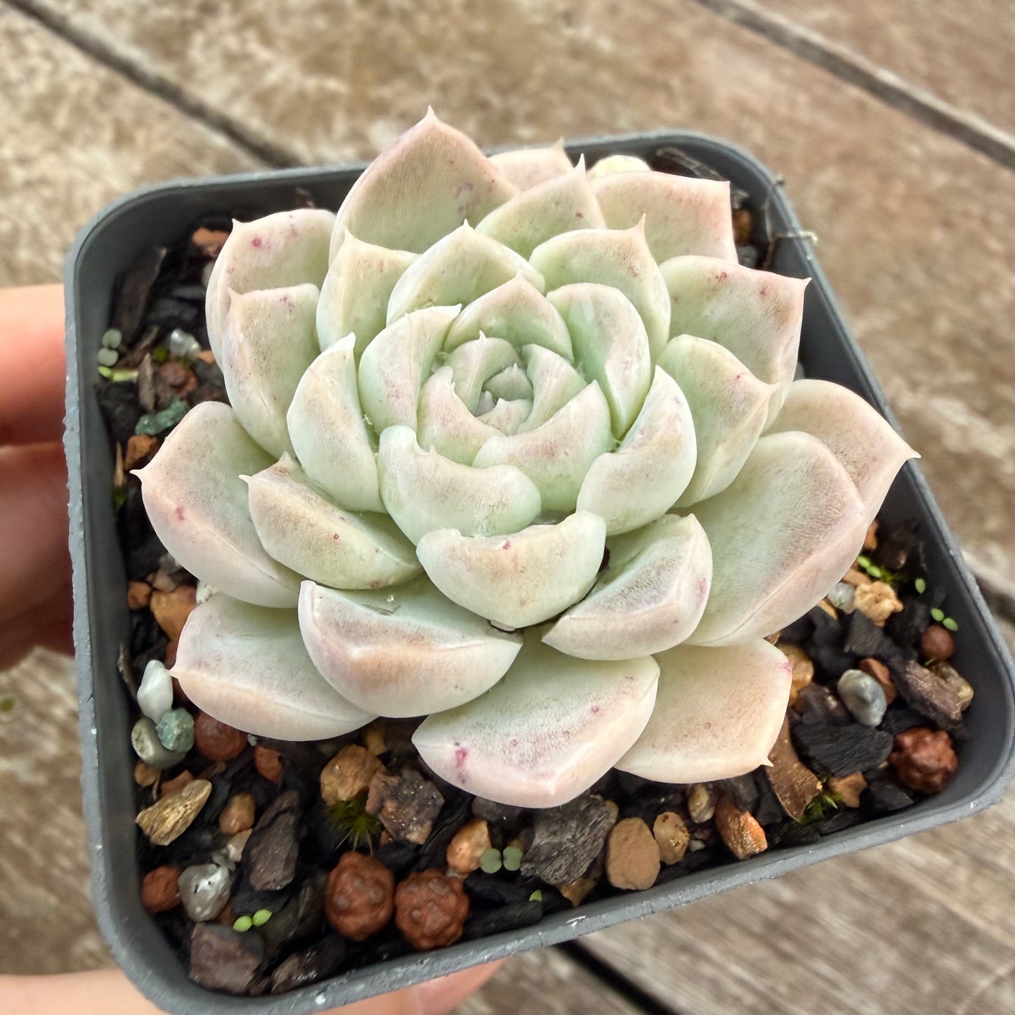 2605 Echeveria 'Mooncake'