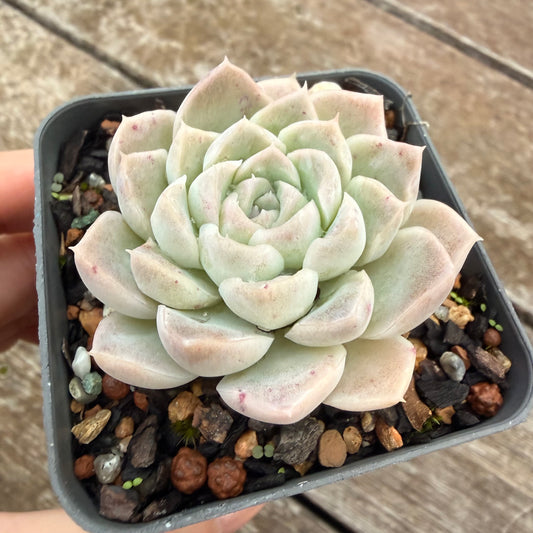 2605 Echeveria 'Mooncake'
