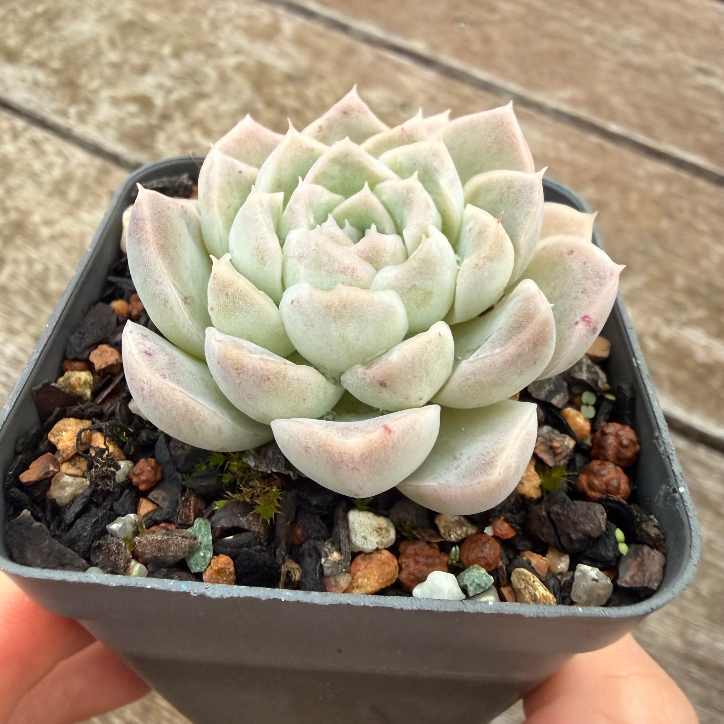 2605 Echeveria 'Mooncake'