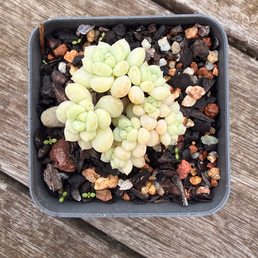 2605 Graptoveria Bubble Gum