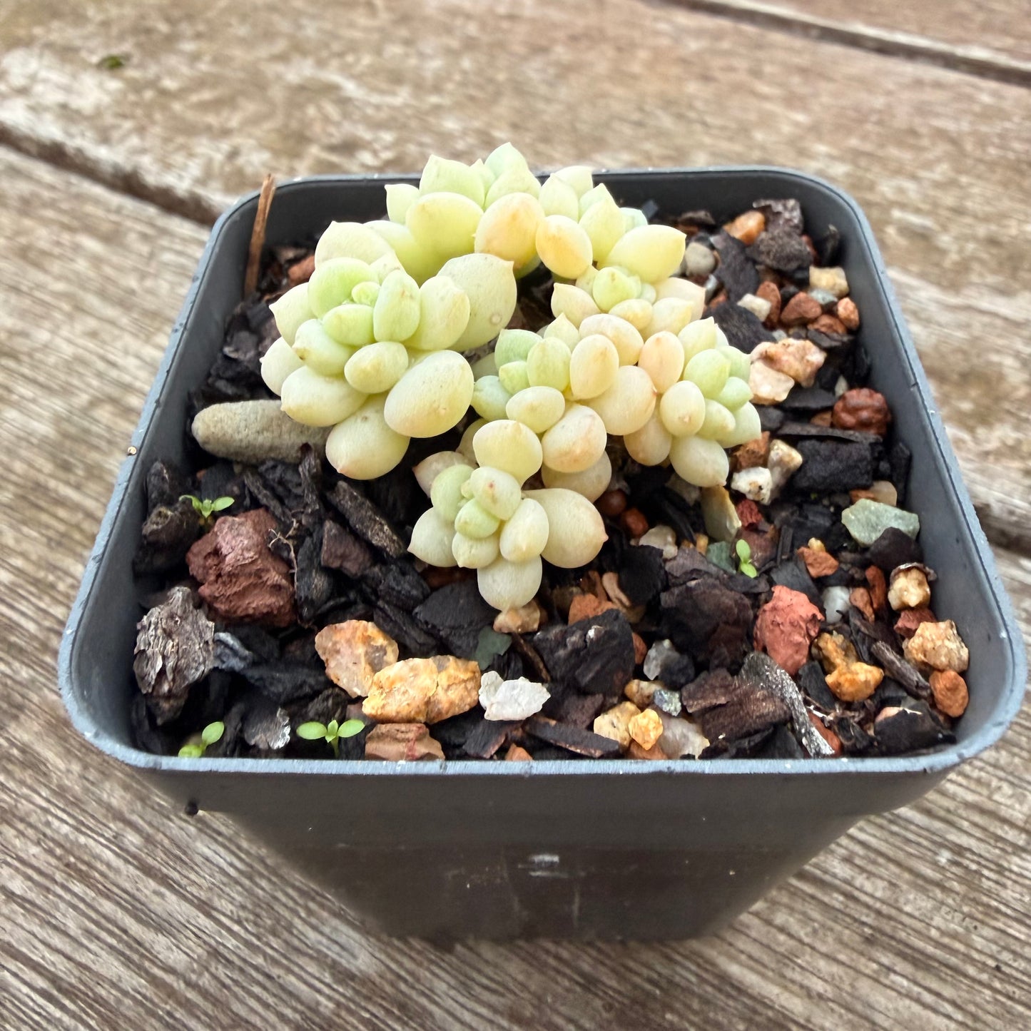 2605 Graptoveria Bubble Gum