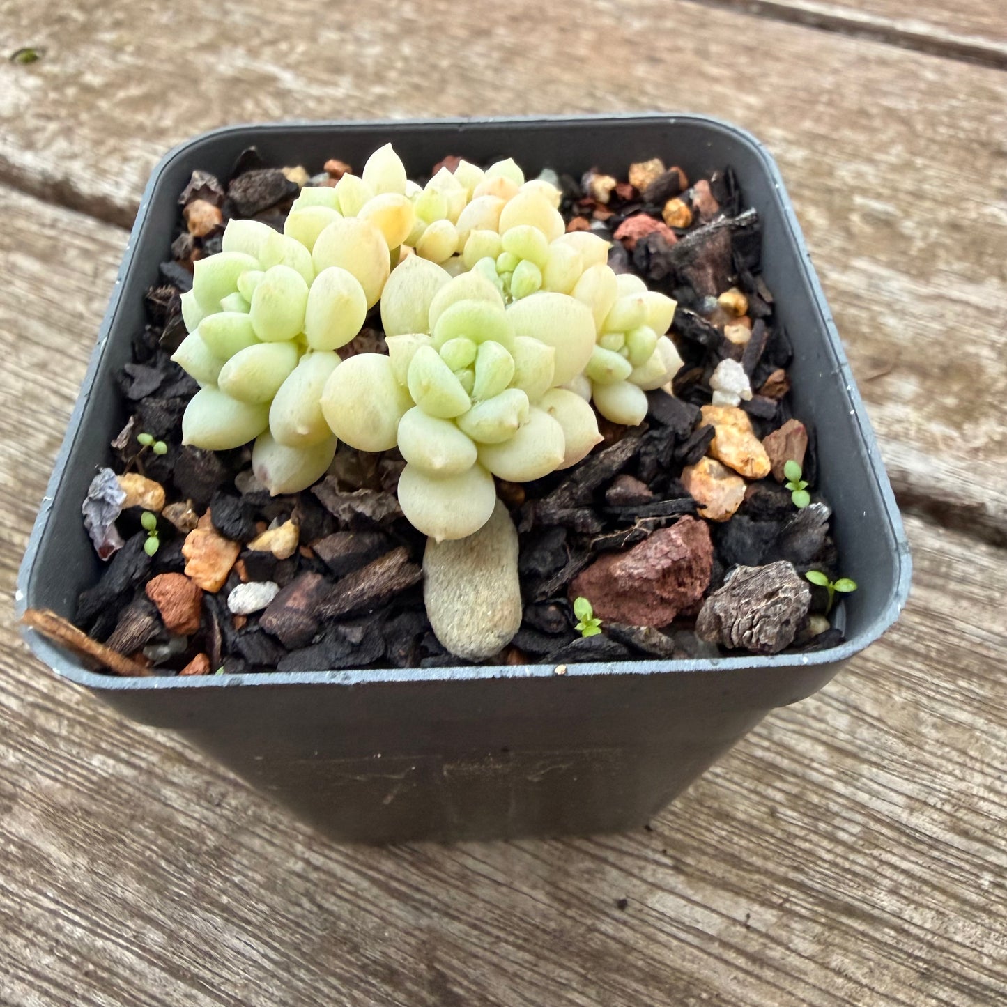 2605 Graptoveria Bubble Gum